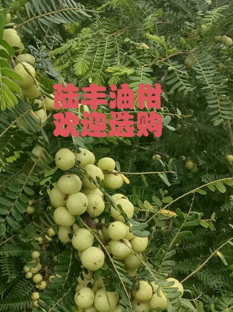 广东牛柑果/陆丰油甘果/野生油甘/矮种/工厂果/欢迎选购