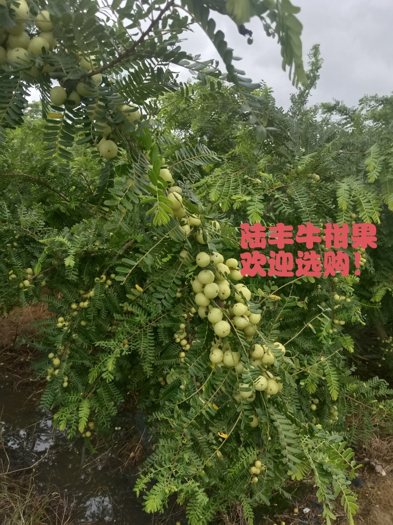 广东牛柑果/陆丰油甘果/野生油甘/矮种/工厂果/欢迎选购