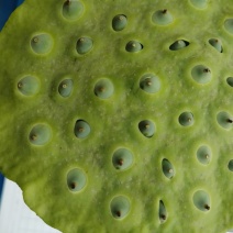 莲蓬
