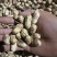 金堂县花生泥花生红米新鲜花生红米花生两粒红产地直发