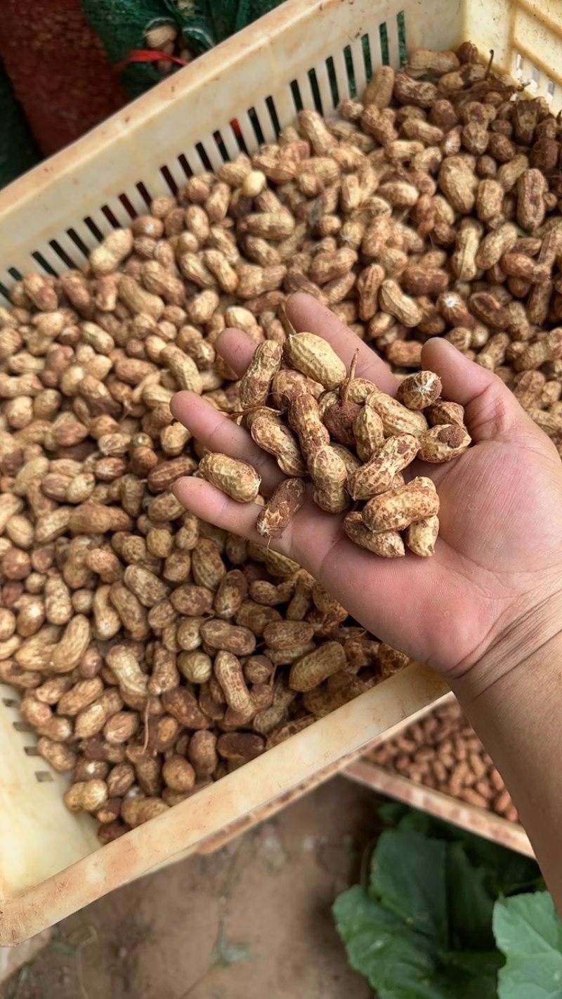 金堂县花生泥花生红米新鲜花生红米花生两粒红产地直发