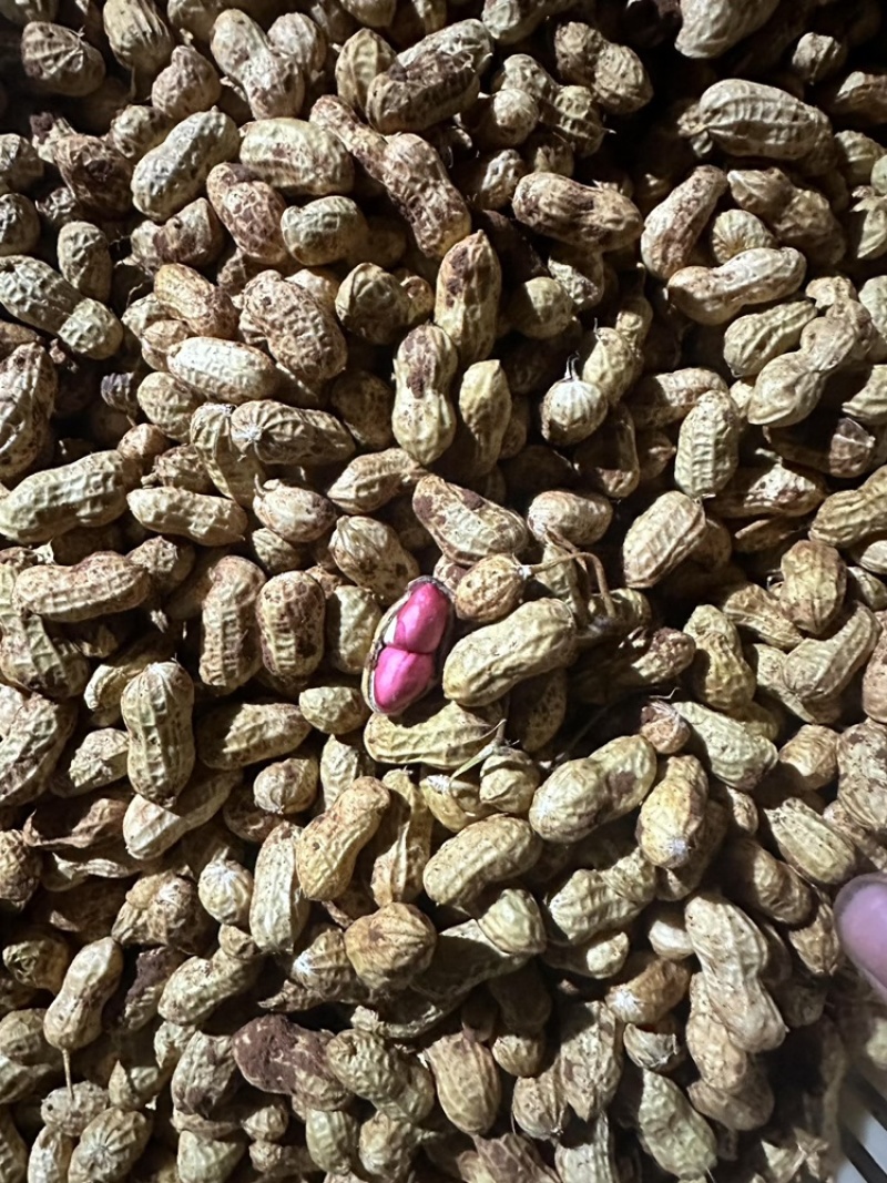 金堂县花生泥花生红米新鲜花生红米花生两粒红产地直发