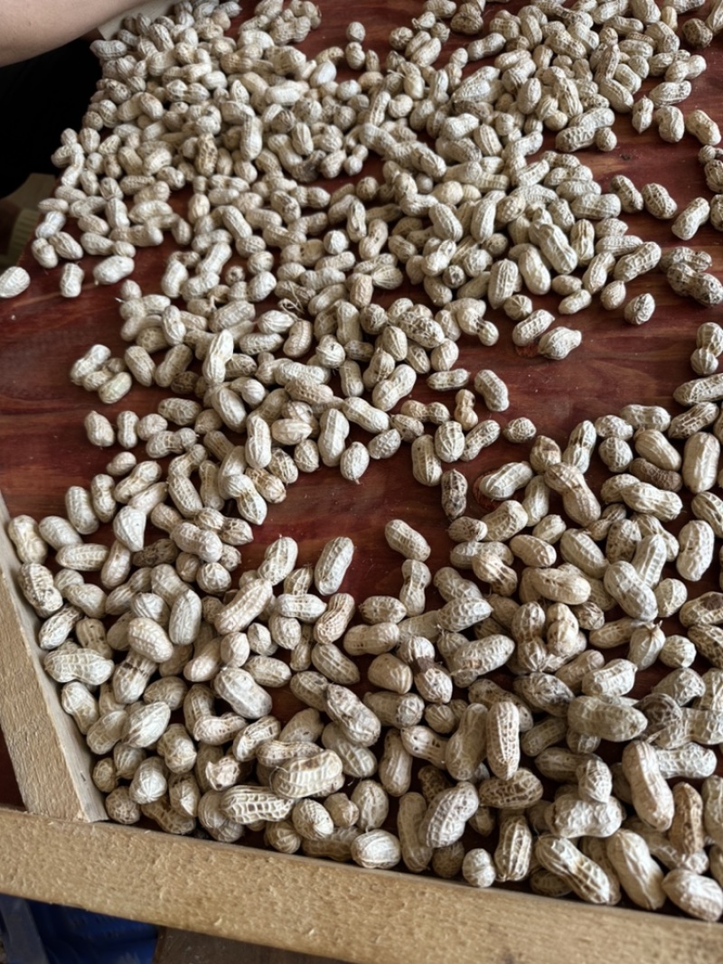 金堂县花生泥花生红米新鲜花生红米花生两粒红产地直发
