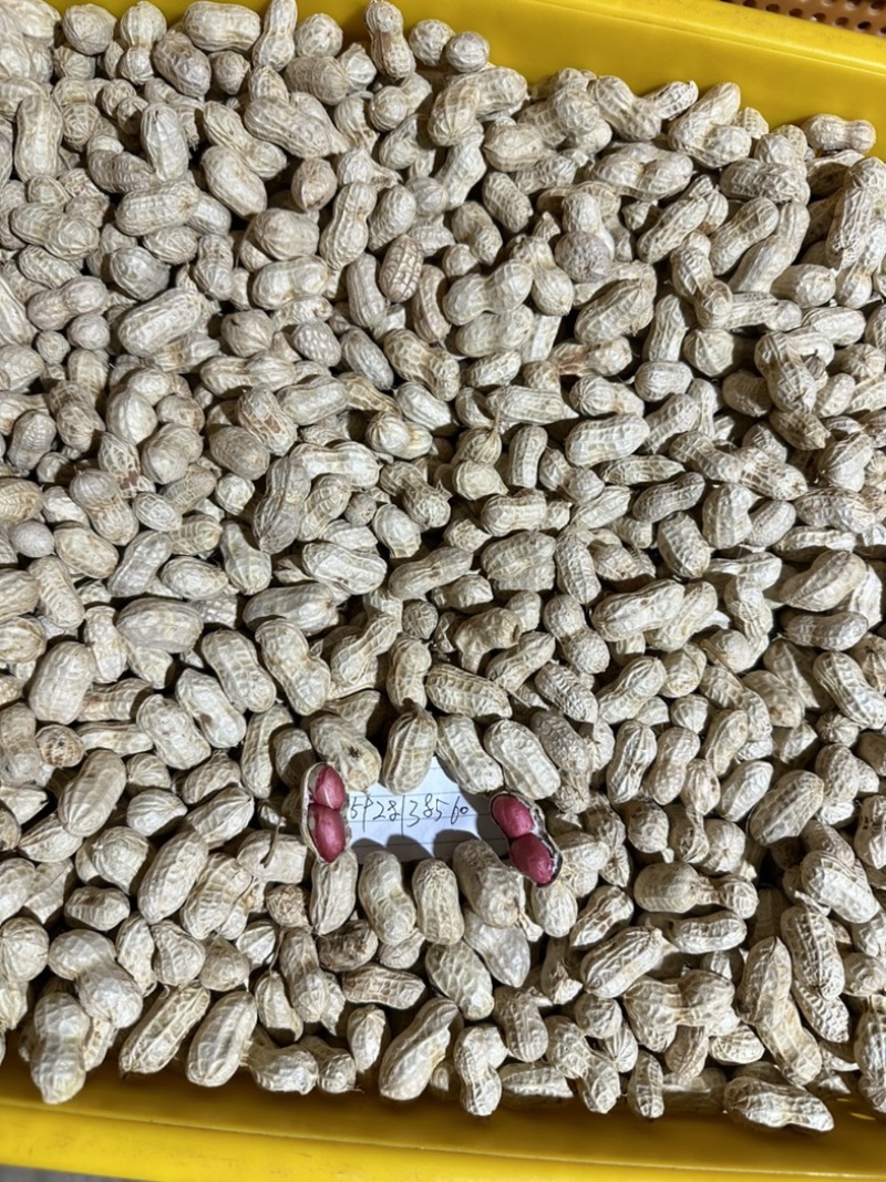 金堂县花生机洗红米花生新鲜花生供应生鲜超市货源稳定