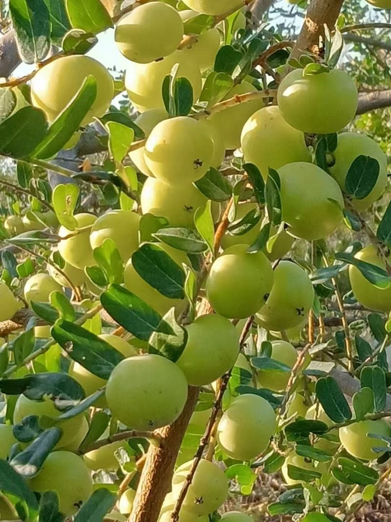 丙甜油甘大量上市