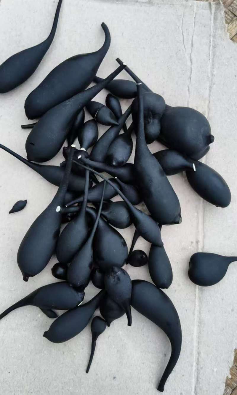 乌灵参