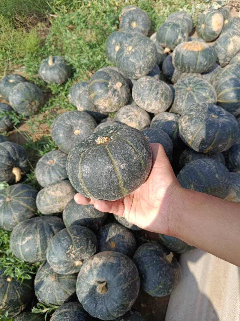 贝贝南瓜一件代发