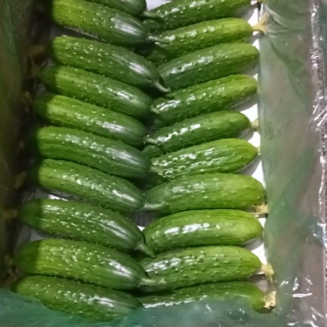 旱黄瓜未来518