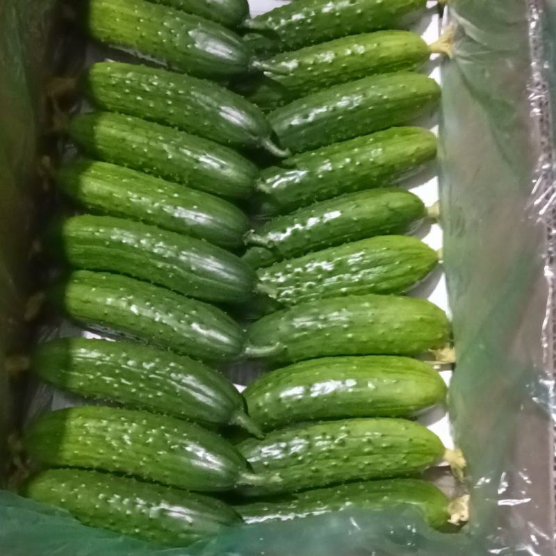 旱黄瓜未来518