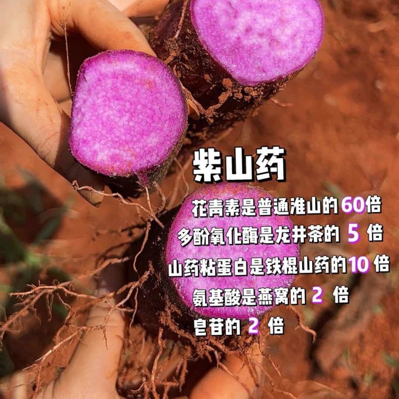 云南高原紫玉山药