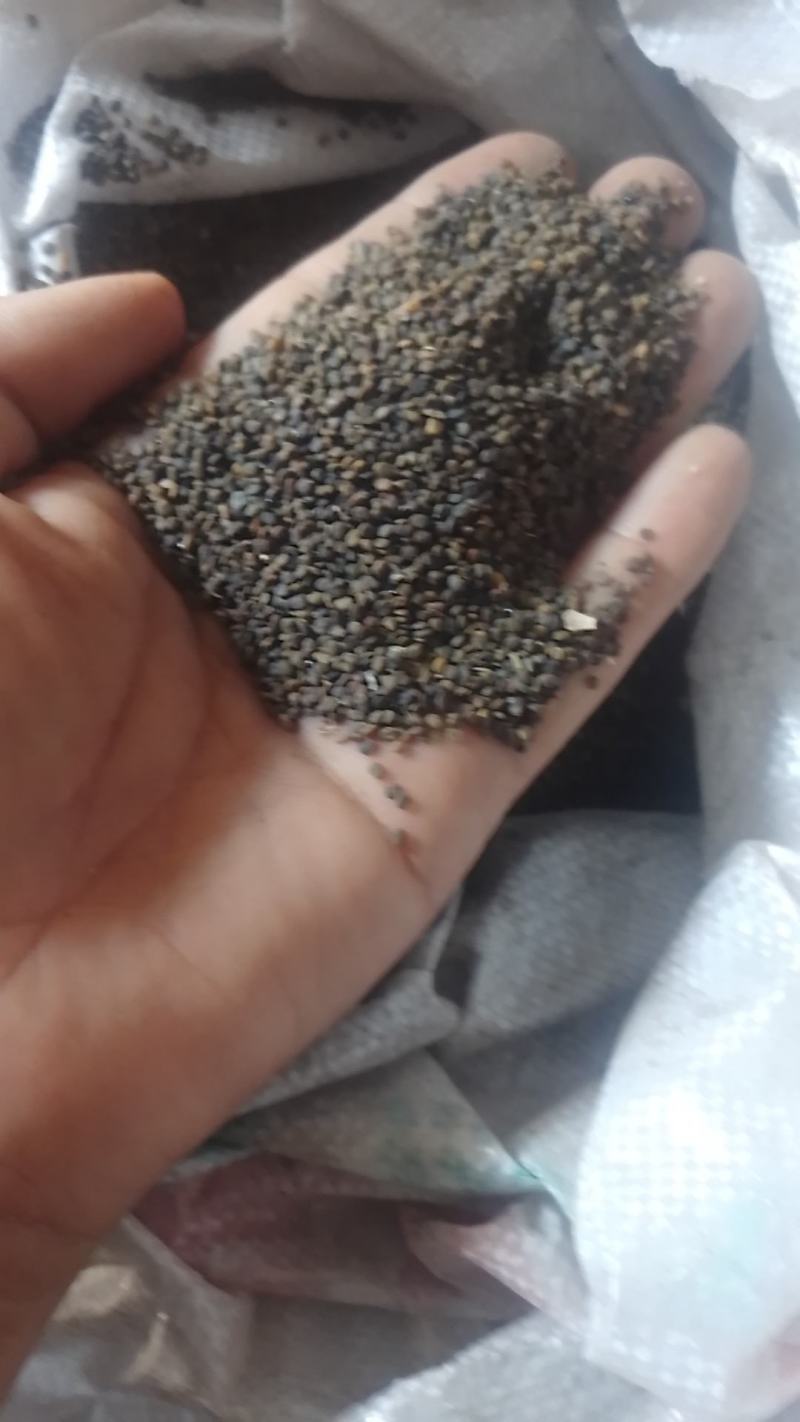 沙菀子