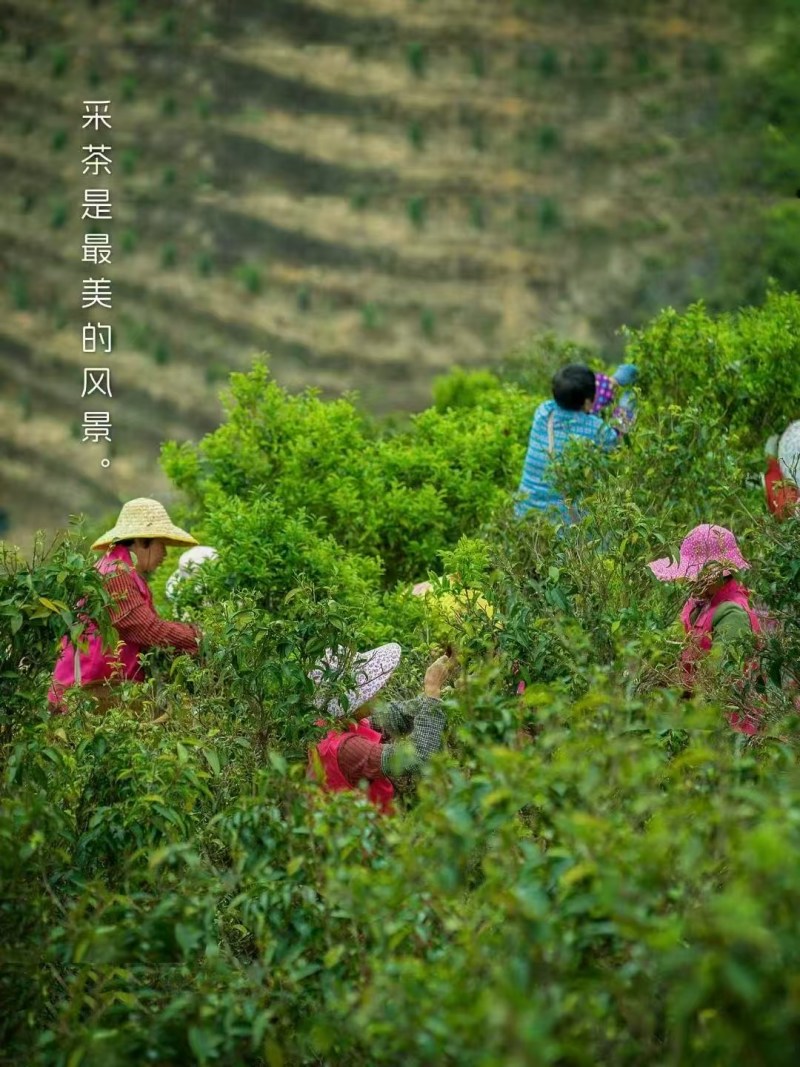 正品红茶，原生态英徳特产红茶，礼盒装，支持定制