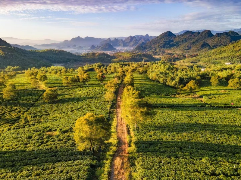 正品原生态英九红红茶，礼盒装红茶
