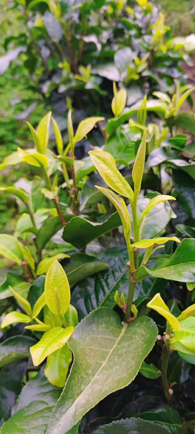 正品原生态英九红红茶，礼盒装红茶