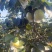 精品山地皇冠梨