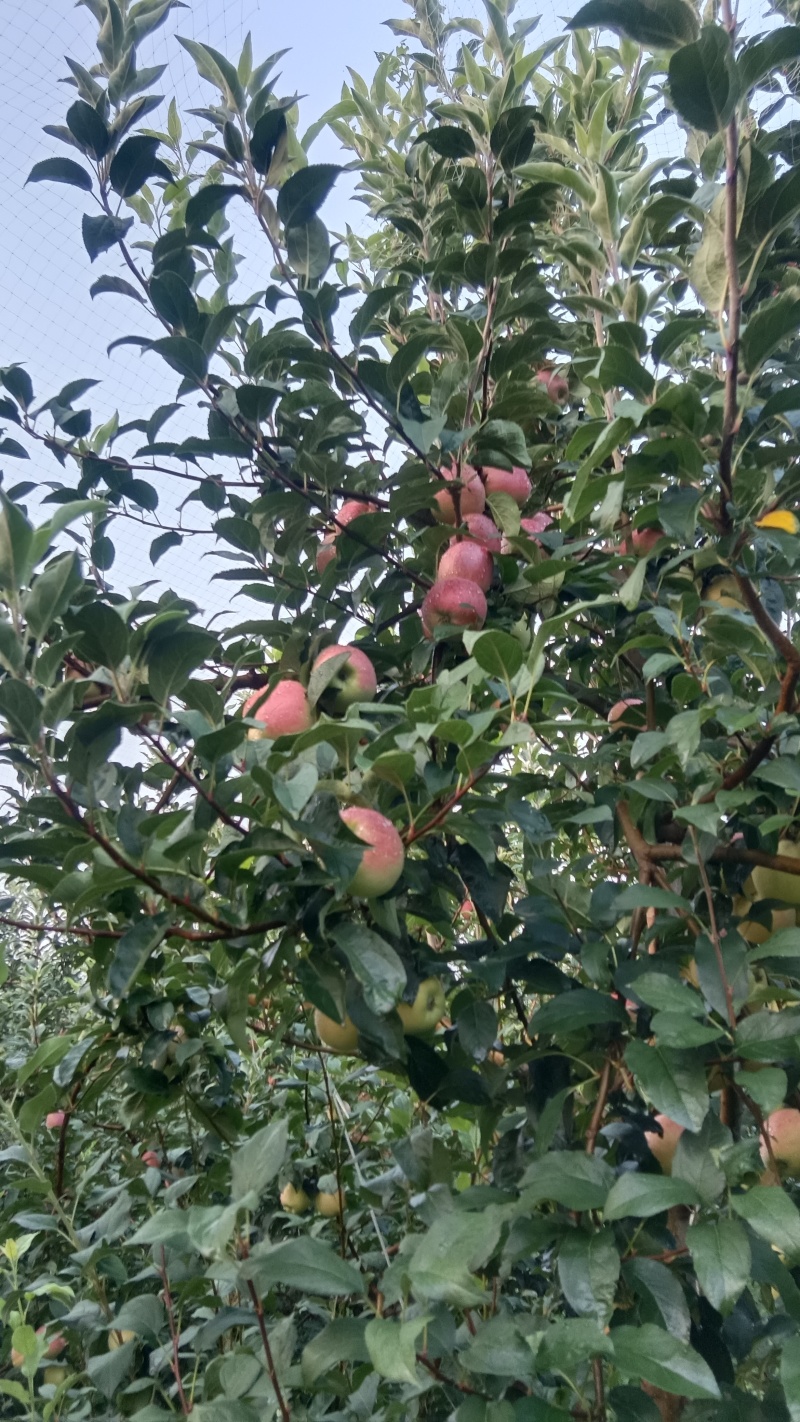 鲁丽苹果