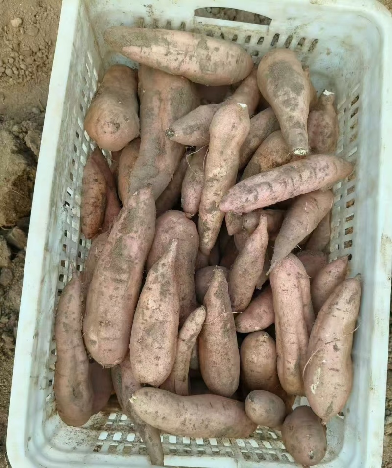 冰糖哈蜜红薯大量上市，软糯香甜，价格美丽，欢迎各大批发商