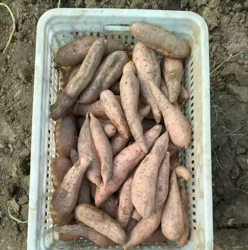 冰糖哈蜜红薯大量上市，软糯香甜，价格美丽，欢迎各大批发商
