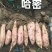 冰糖哈蜜红薯大量上市，软糯香甜，价格美丽，欢迎各大批发商