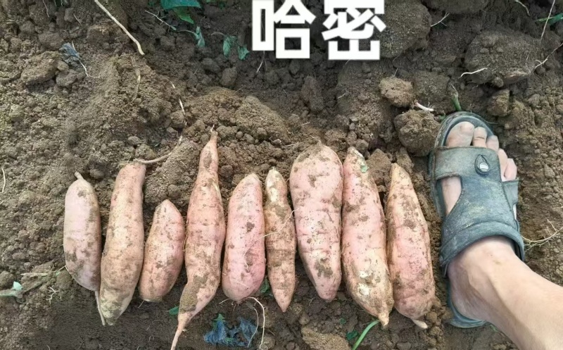 冰糖哈蜜红薯大量上市，软糯香甜，价格美丽，欢迎各大批发商