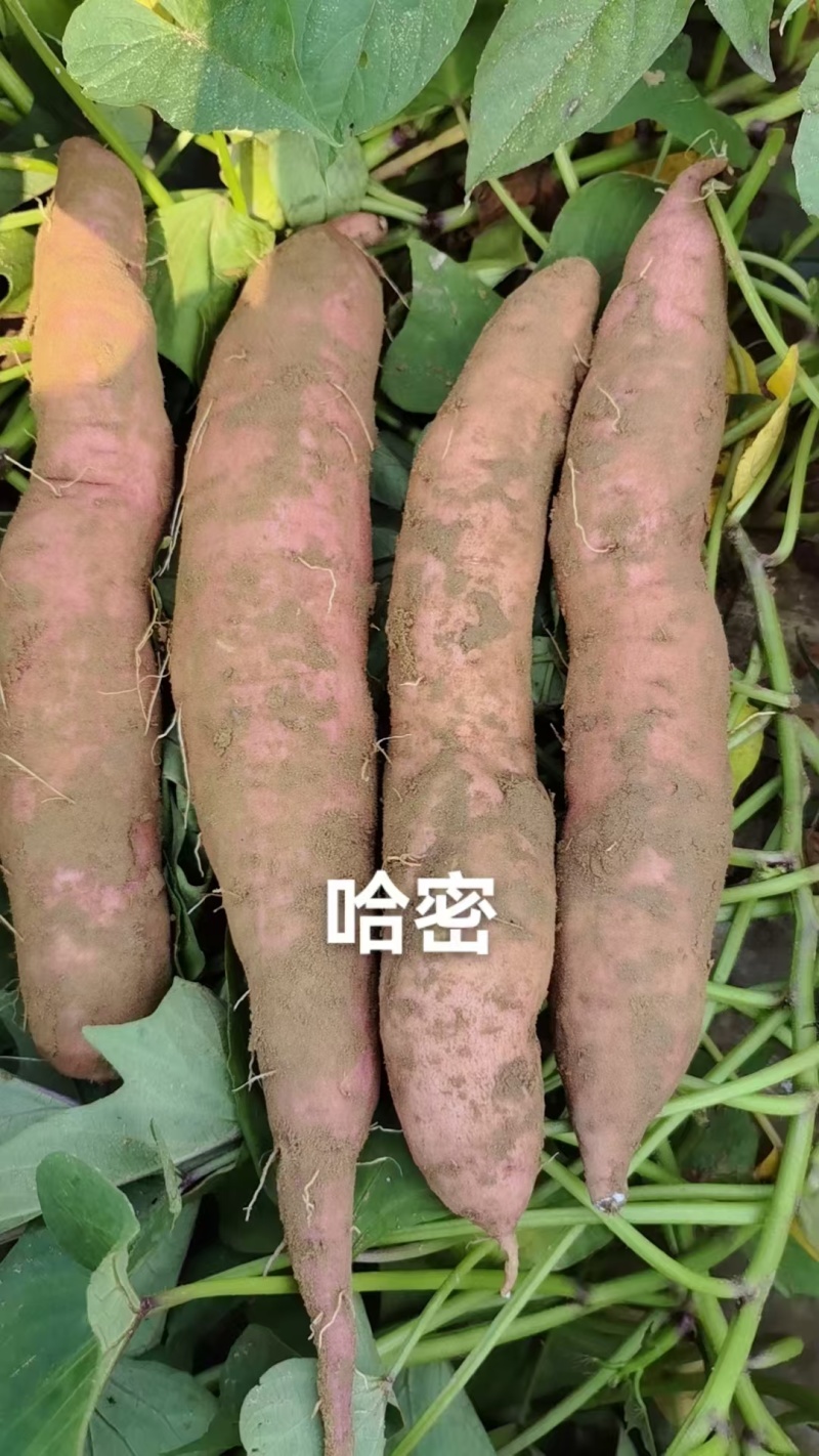 冰糖哈蜜红薯大量上市，软糯香甜，价格美丽，欢迎各大批发商