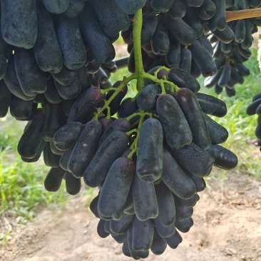 蓝宝石葡萄，大量成熟，需要联系，***********