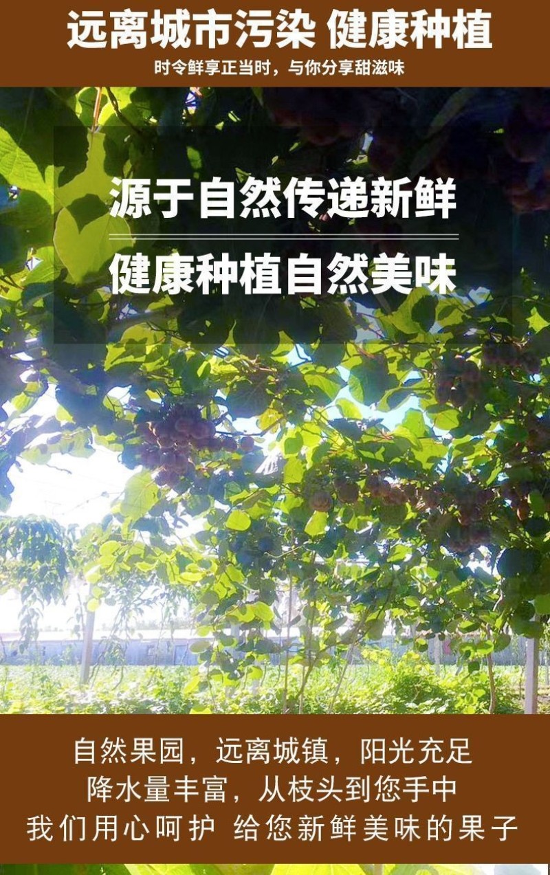 砀山猕猴桃香甜多汁