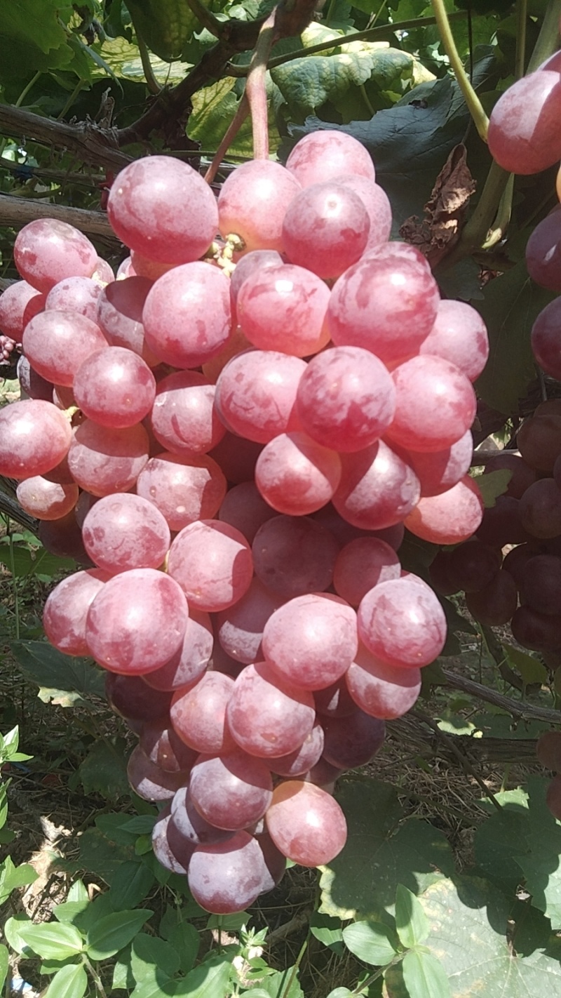 阳光玫瑰红提***********