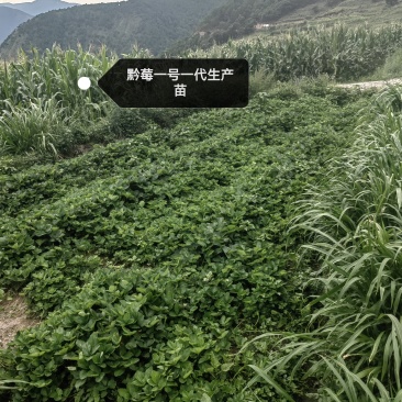 黔莓一号一代生产苗