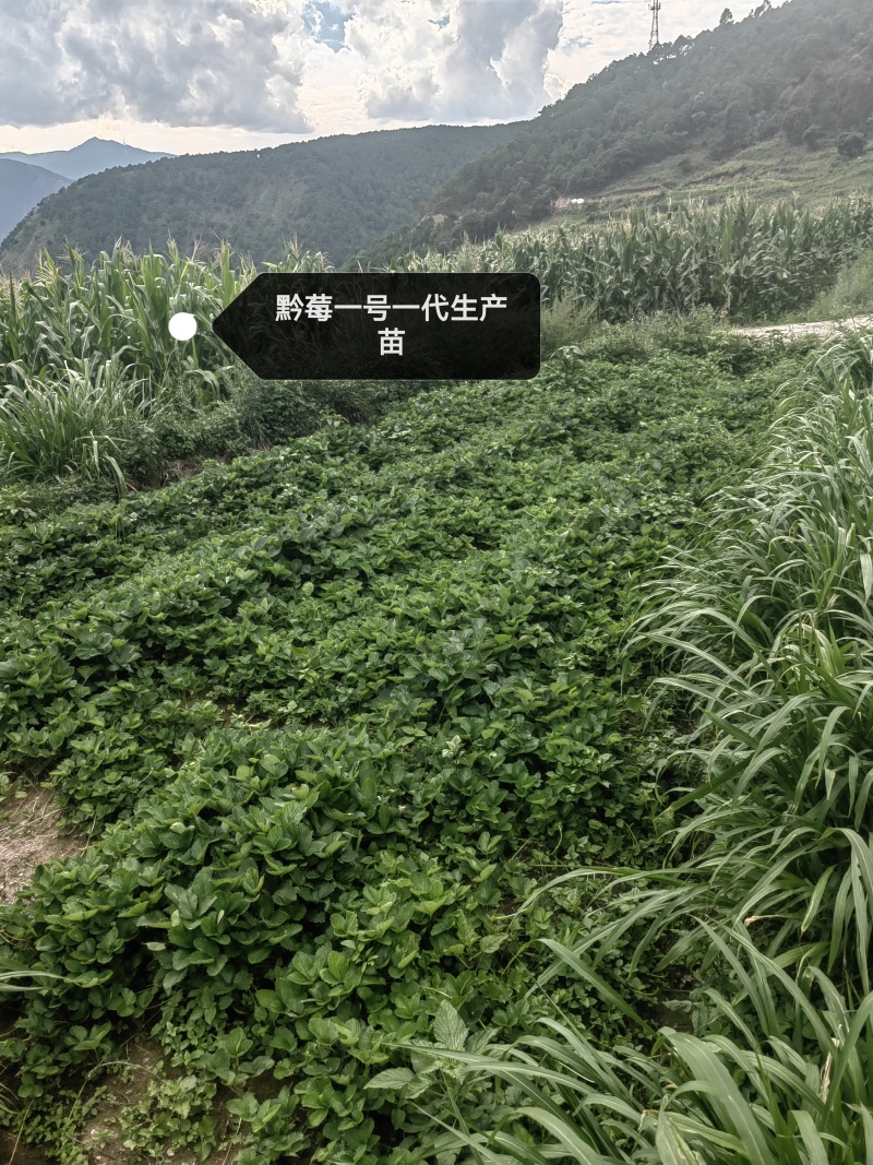 黔莓一号一代生产苗