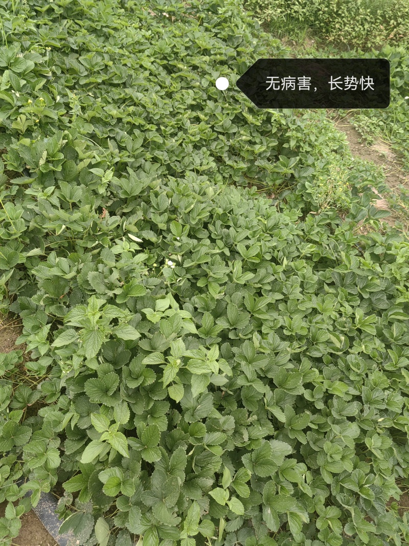 黔莓一号一代生产苗