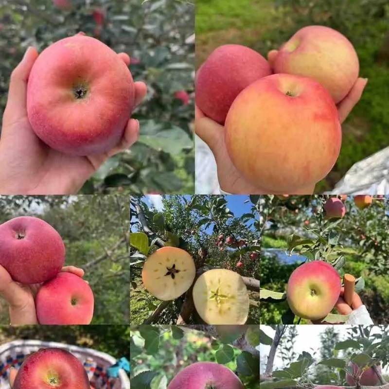 四川省盐源的丑苹果