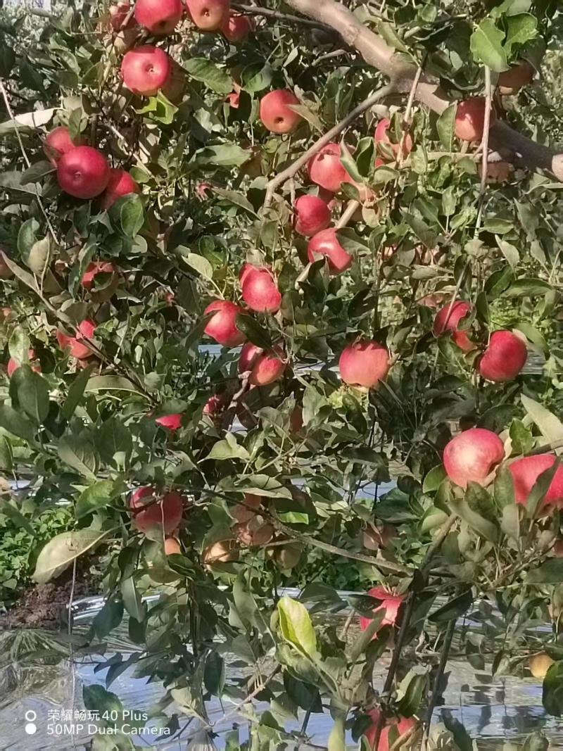 四川省盐源的丑苹果