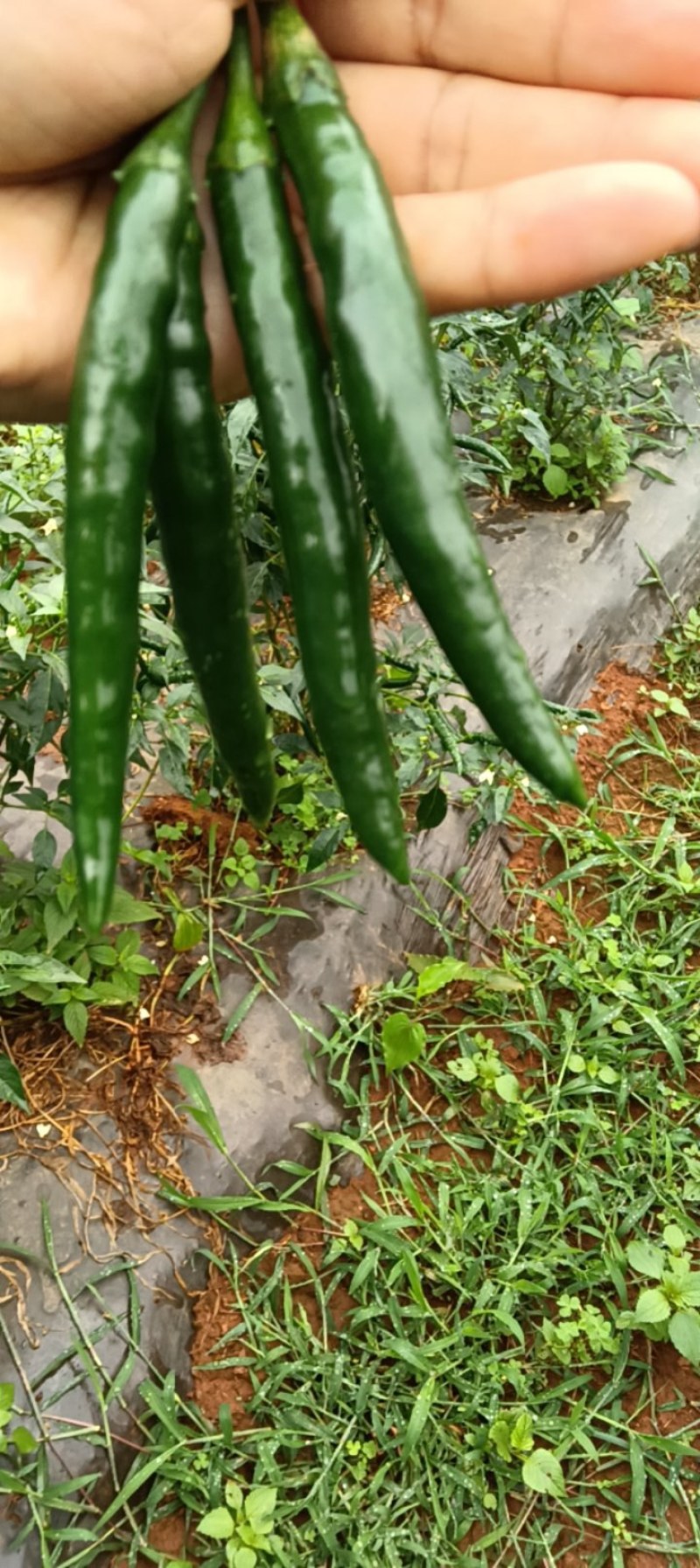 青米椒