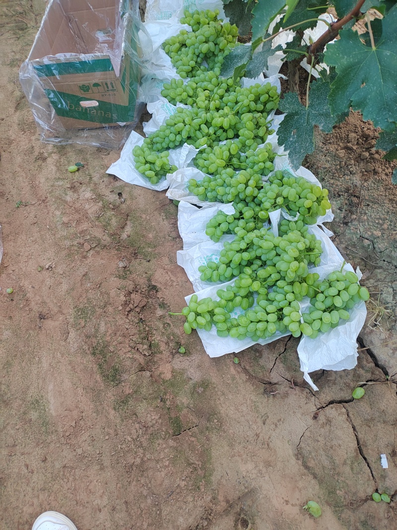 山西运城稷山青提葡萄已上市，欢迎各地老板前来合作共赢