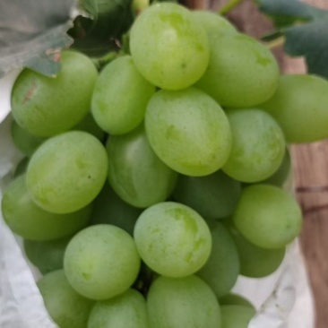 山西运城稷山青提葡萄已大量上市了，欢迎合作共赢，质优价廉