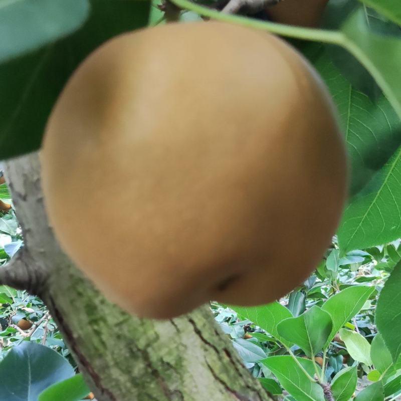黄花梨脆甜多汁，入口化渣