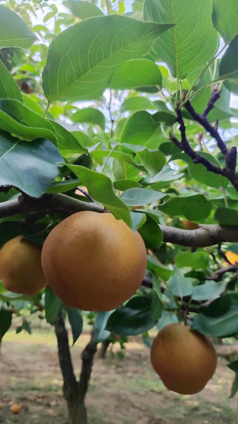 黄花梨脆甜多汁，入口化渣
