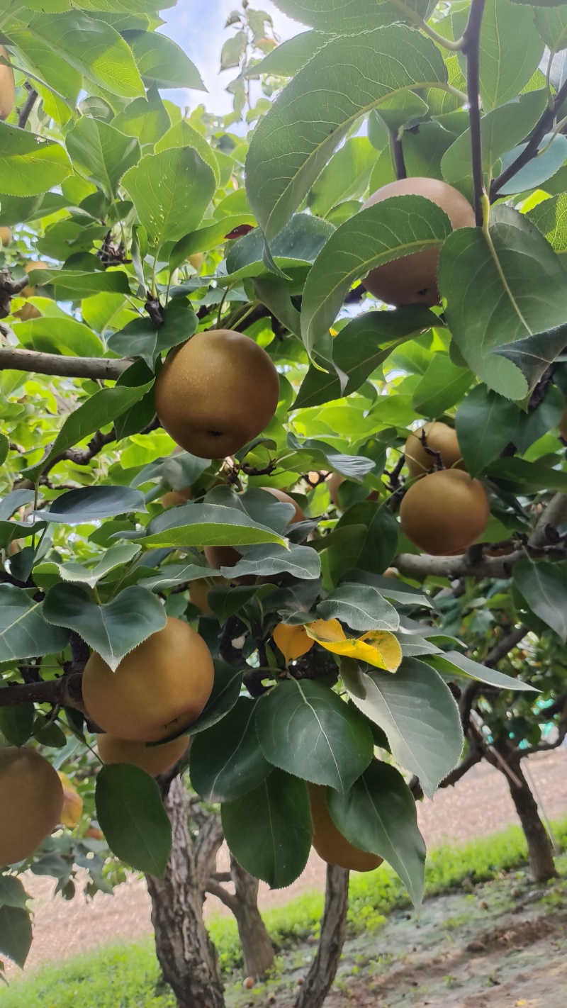 黄花梨脆甜多汁，入口化渣