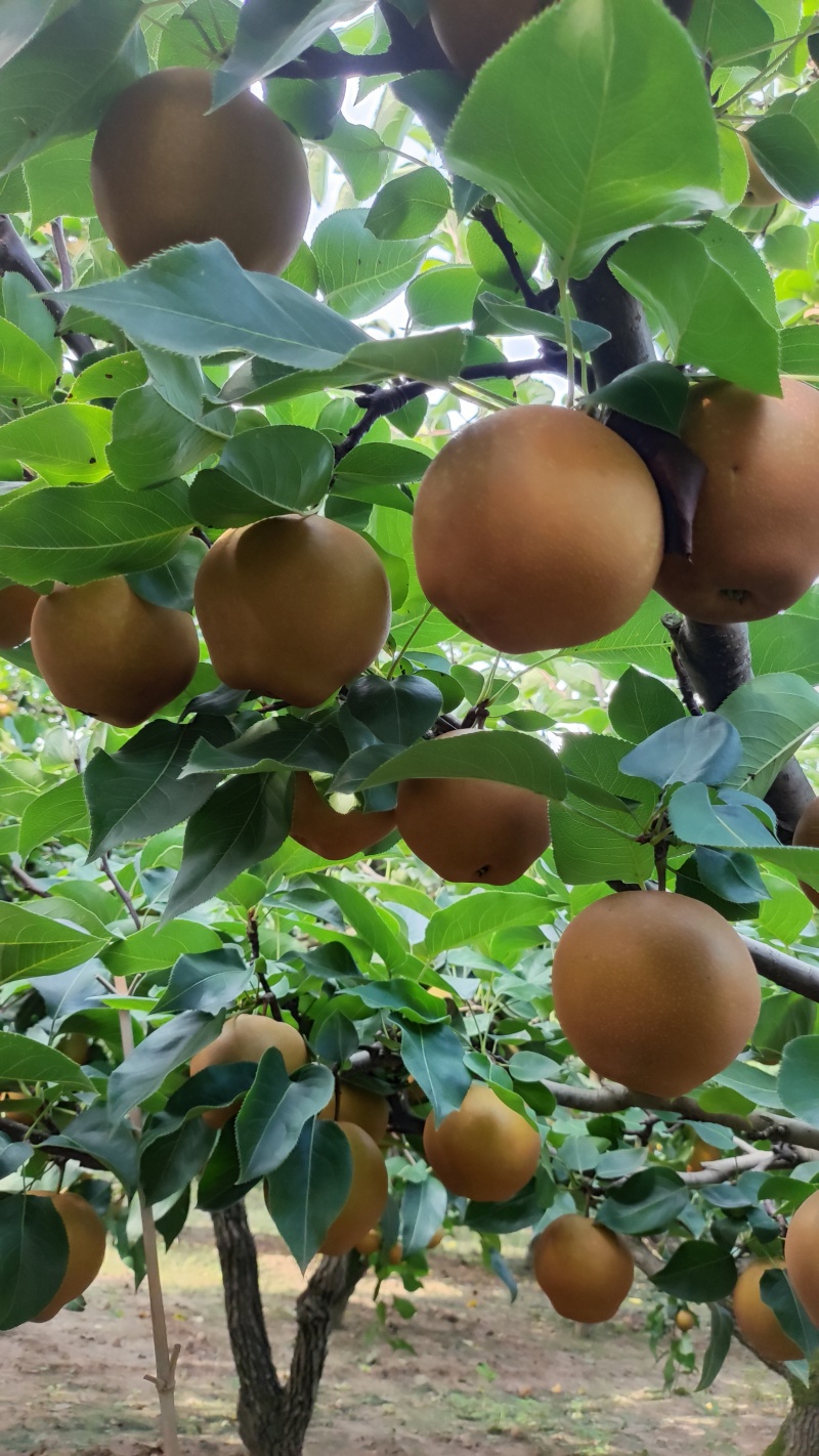 黄花梨脆甜多汁，入口化渣