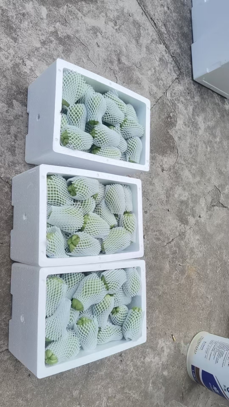 佛手瓜