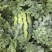 甘肃山丹县硒沙瓜，芽子瓜，含糖13个上下