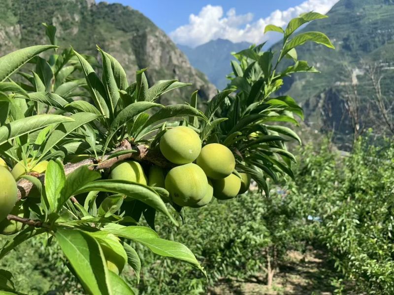 汶川高山青脆李，味道巴适得很，有需要的老板可以联系