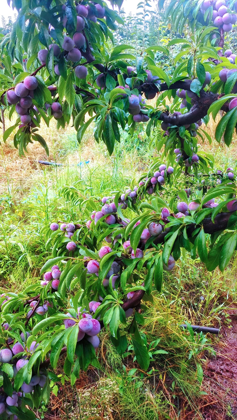 广元苍溪运山镇脆红李