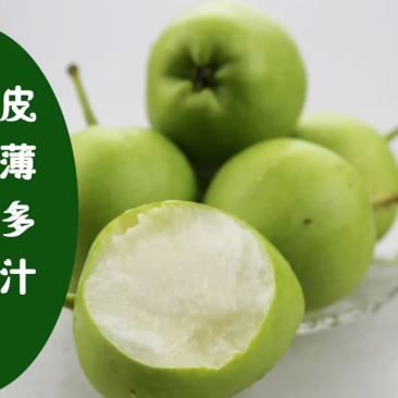 景泰早酥梨