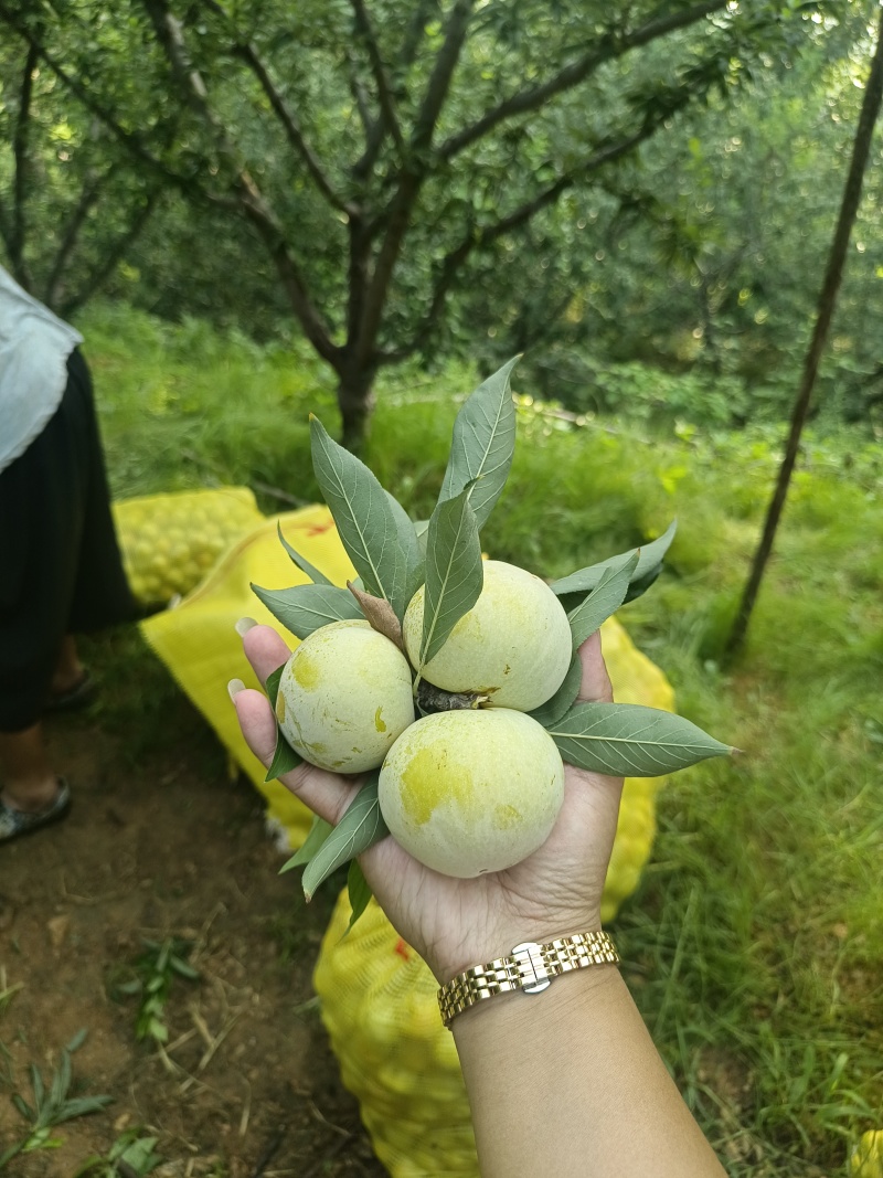 秋姬李子成熟上市