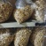 干鸡油菌