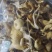 干鸡油菌