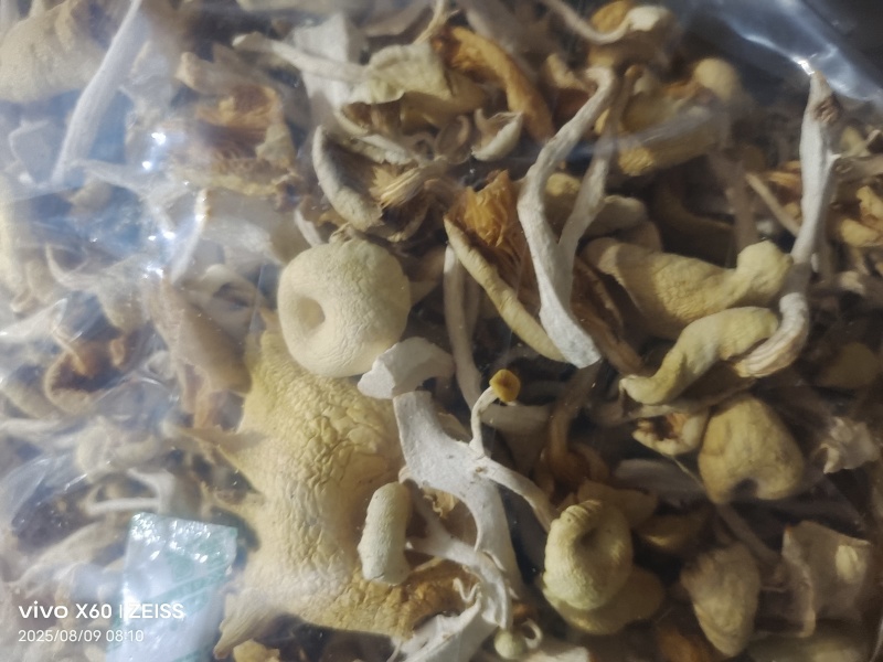 干鸡油菌
