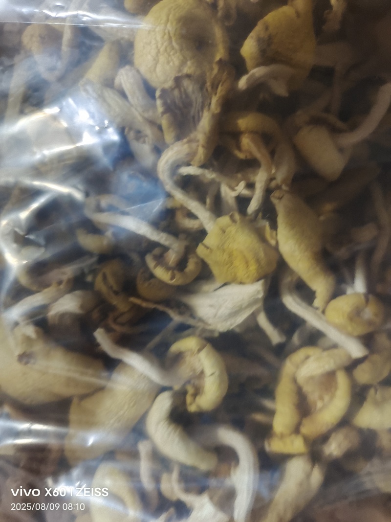 干鸡油菌